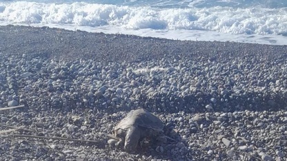 Datça'da sahilde ölü caretta caretta bulundu