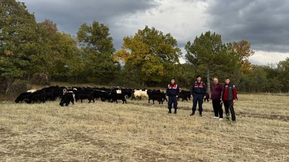 Kütahya'da jandarma kayıp keçileri dronla buldu