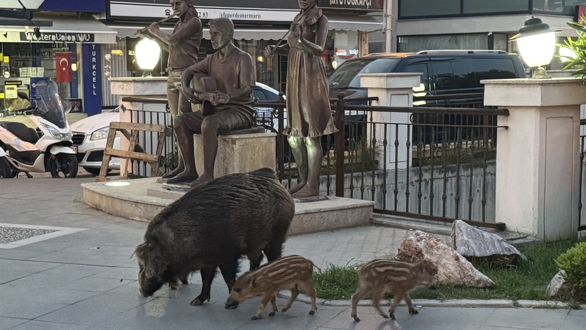 Marmaris'te yaban domuzları yerleşim alanına indi
