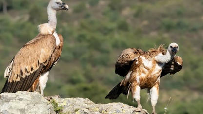 Afyonkarahisar'da akbabalar foto kapanla görüntülendi
