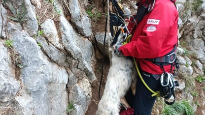 Marmaris'te kayalıklarda mahsur kalan köpek, keçi ve oğlak kurtarıldı