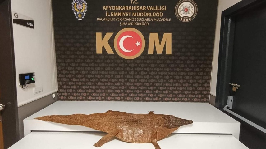 Afyonkarahisar'da timsah derisi ele geçirildi