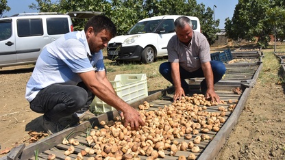 Aydın'da sezonun ilk kuru incirinin kilogramı 400 liradan satıldı