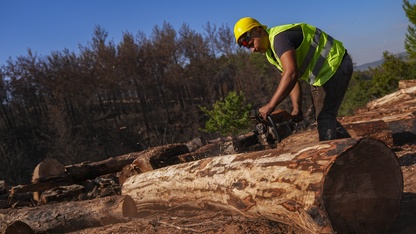 Yanan orman alanları hummalı çalışmayla yeni fidanlara hazırlanıyor