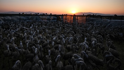 İzmir Kuş Cenneti'nde 650 yavru flamingo halkalandı