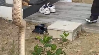  Bodrum'da evin boşluğundaki yılan itfaiye ekiplerince yakalandı
