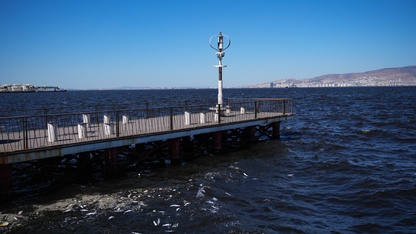 İzmir Körfezi'ndeki balık ölümleri sürüyor