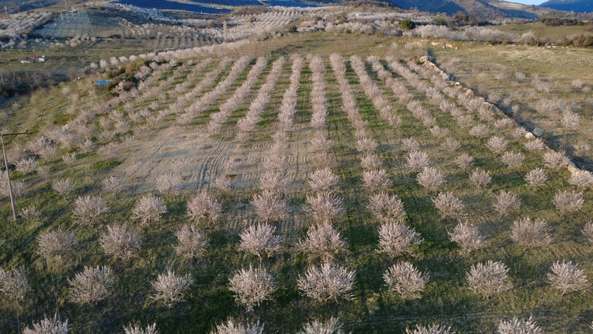Demirci'de badem ağaçları çiçek açtı