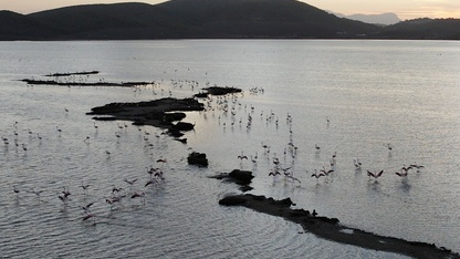 Muğla'daki Tuzla Sulak Alanı'nda göçmen kuş yoğunluğu yaşanıyor