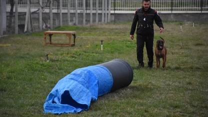 Afyonkarahisar'da Uluslararası ve Ulusal Arama Köpekleri Sınavı başladı