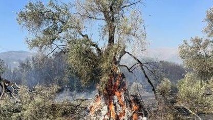 Ödemiş'te zeytin bahçelerinde çıkan yangın söndürüldü