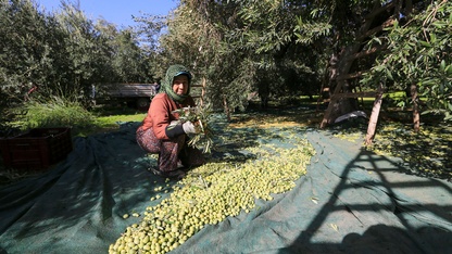 Sofralık zeytin "yok yılı"nda kalitesiyle sevindirdi