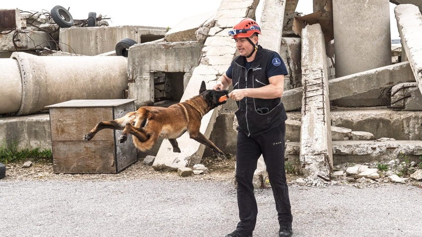 Barınaktan sahiplenilen "Momo" afetlerde can kurtaracak 