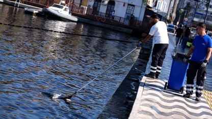 İzmir Körfezi'nde balık ölümleri sürüyor