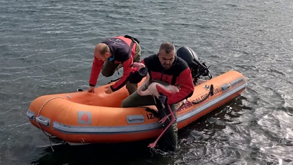 İzmir'de ayağına misina dolanan flamingo kurtarıldı