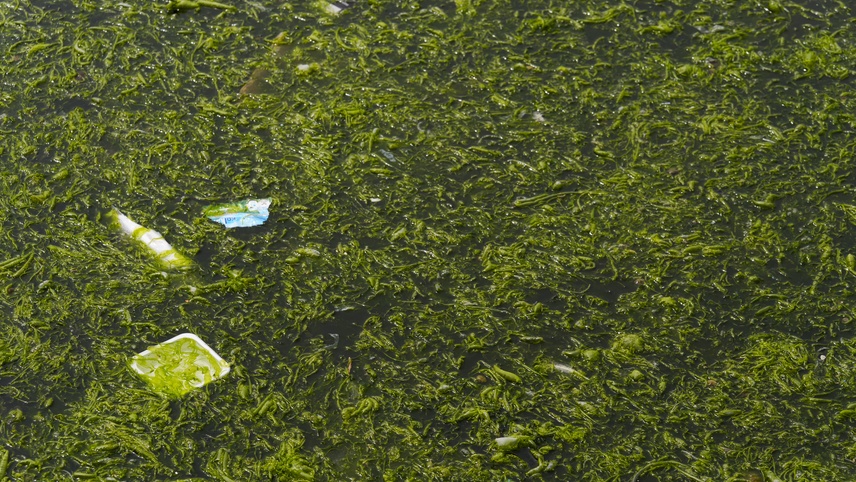 İzmir Körfezi'nde kıyıya yakın noktalarda yosun tabakası oluştu