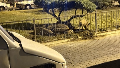 Marmaris'te yaban domuzları ilçe merkezinde görüntülendi