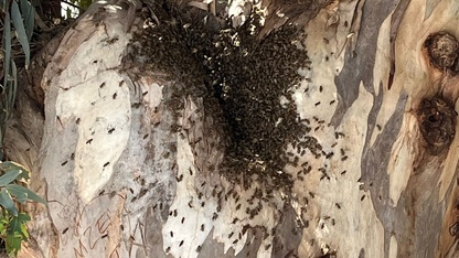 Datça’da firar eden arı kolonisi, vatandaşları endişelendirdi