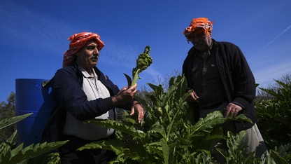 Enginar verimi ocak ve şubat yağışlarıyla arttı