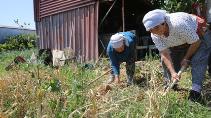 Coğrafi işaretli Ula sarımsağında hasat başladı