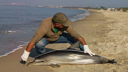 Kuşadası'nda ölü yunus sahile vurdu