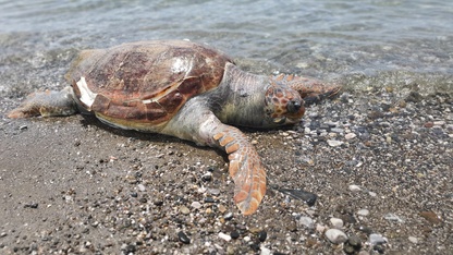 Fethiye'de ölü caretta caretta sahile vurdu