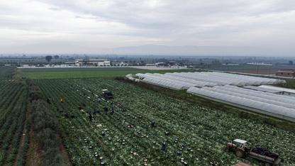 Kışlık sebze üssü İzmir, üretim gücünü yerli çeşitlerle artırdı