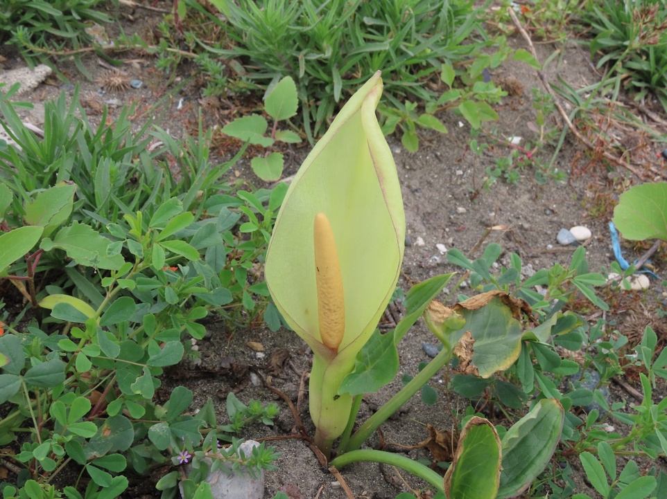 Blog Single