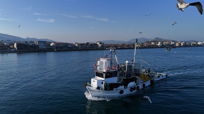 Ege'de balıkçıların ağlarını sardalya doldurdu