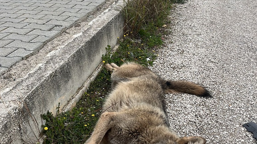 Fethiye'de yol kenarında ölü bulunan kurtun genetik analizi yapılacak