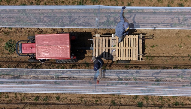 Manisalı üreticiler üzüm bağlarını "dolu tülü" ile koruyor