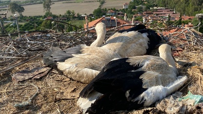 Muğla'da ayaklarına ip dolanan leylek yavruları kurtarıldı