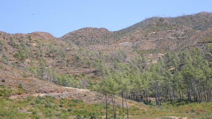 Marmaris'te yanan ormanlık alanlar yeniden yeşeriyor