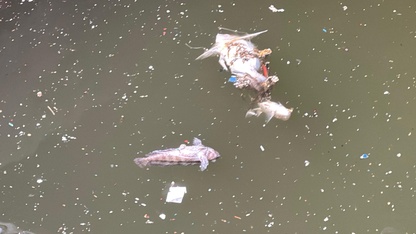 İzmir Körfezi'nde balık ölümleri sürüyor