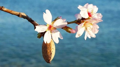 Datça'da badem ağaçları çiçek açtı