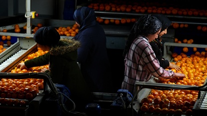 Türkiye'nin mandalina ihracatı rekora ulaştı