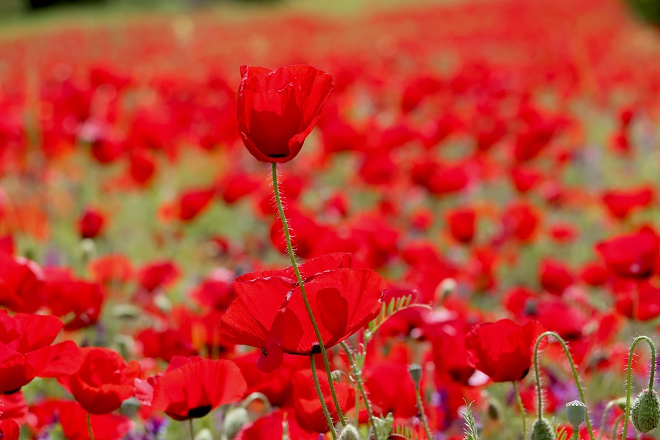 Blog Single