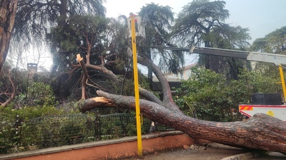 Ödemiş'te devrilen çam ağacı okulun bahçe duvarında hasara neden oldu