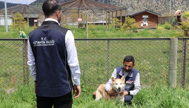 Kütahya'da 1,5 yılda yaklaşık 18 bin 600 sahipsiz köpek koruma altına alındı