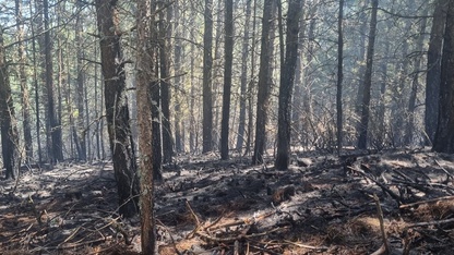 Nazilli'de orman yangınında 4 dönümlük alan zarar gördü