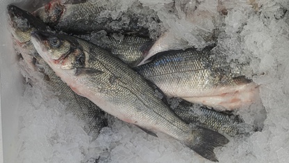 Su ürünlerinde iki aylık ihracattaki yüksek artış, yeni rekor beklentisini artırdı