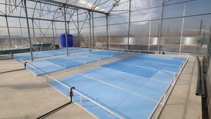 Afyonkarahisar'da jeotermal su desteğiyle tatlı su karidesi ve balık yetiştiriciliğinde üretim başlıyor