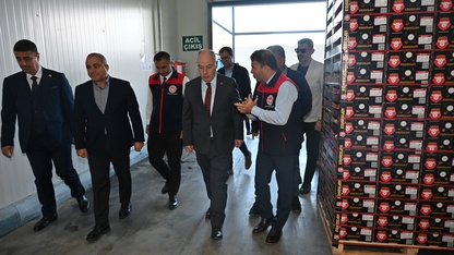 Denizli'de ihracatlık nar hasadı başladı
