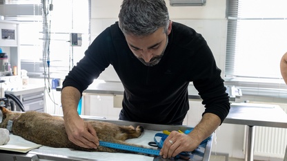 İzmir'de tedavisi tamamlanan saz kedisi doğaya salındı