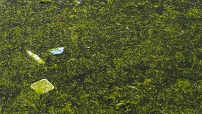 İzmir Körfezi'nde kıyıya yakın noktalarda yosun tabakası oluştu