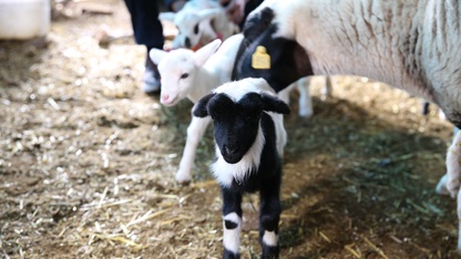 Denizli'de bir koyun tek batında 9 kuzu doğurdu