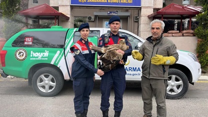 Salihli'de jandarmanın bulduğu yaralı kızıl şahin tedaviye alındı