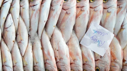 Egeli balıkçılar av sezonunu "mutlu" uğurluyor