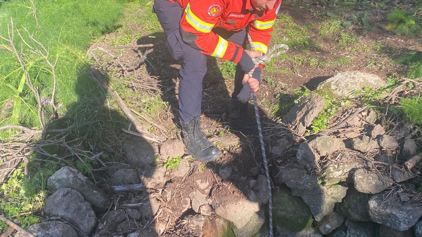 Bodrum'da kuyuya düşen buzağı kurtarıldı