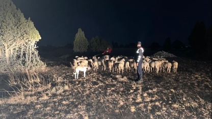 Kütahya'da kaybolan küçükbaş hayvan sürüsünü jandarma ekibi buldu